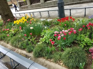 日本大通りのきれなお花